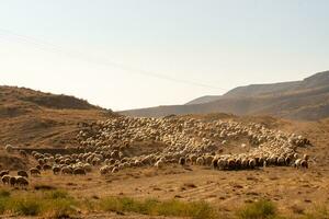 troupeau de moutons photo