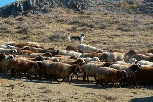 troupeau de moutons photo