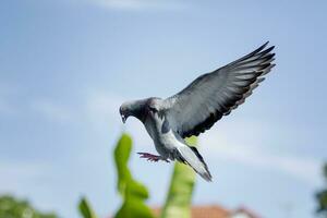 retour Pigeon oiseau en volant pour atterrissage à Accueil grenier photo