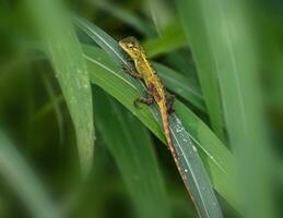 vert lézard sur arbre bifurquer, vert lézard bain de soleil sur bifurquer, vert lézard montée sur bois, jubata lézard photo