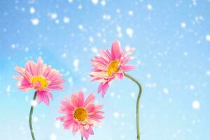 fleurs de marguerite blanches lumineuses sur fond de paysage d'été. photo