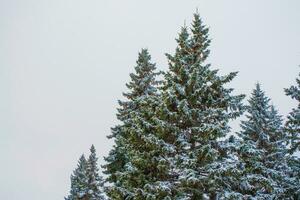 paysage. forêt d'hiver gelée avec des arbres couverts de neige. photo