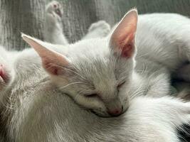 en train de dormir blanc chat. chat sommeil sur une gris Contexte photo