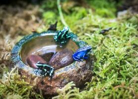 grenouille bleue poison dart photo