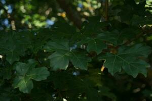 vert feuilles de une arbre dans le forêt photo