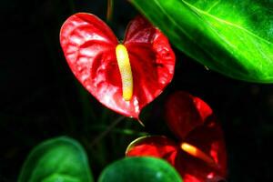anthurium est une en forme de coeur rouge fleur. le foncé vert feuilles comme le Contexte faire le fleurs supporter en dehors magnifiquement. photo