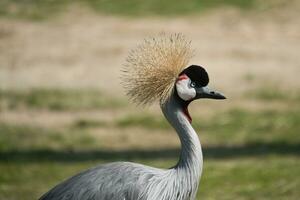 nationale oiseau de Ouganda, gris couronné grue tête fermer dans le Paris zoologique parc, Auparavant connu comme le bois de vincennes, 12e arrondissement de Paris, lequel couvertures un zone de 14.5 hectares photo