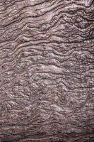 texture de vieux bois de souche