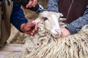 agriculteur est Coupe des moutons tête avec un électrique machine. tonte des moutons la laine dans fermer. photo