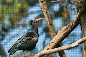 nord chauve ibis, géronticus eremita, dans le Paris zoologique parc, Auparavant connu comme le bois de vincennes, 12e arrondissement de Paris, lequel couvertures un zone de 14.5 hectares photo