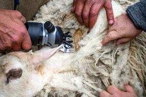 Les agriculteurs mains Coupe des moutons la laine avec un électrique machine. tonte le la laine de mouton fermer. museau de une mouton. photo