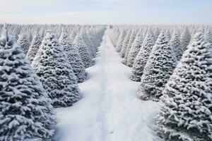 Noël pin arbre ferme couvert dans blanc neige au milieu de luxuriant sapin des arbres dans hiver saison. neigeux paysage de vert pin arbre ferme champ. Noël arbre forêt. hiver vacances Contexte. génératif ai. photo