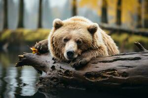 une marron ours repose sur une Journal dans le l'eau génératif ai photo