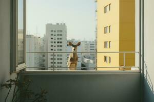 une cerf permanent sur une balcon à la recherche en dehors à le ville génératif ai photo