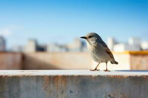 une petit oiseau est permanent sur Haut de une ciment mur génératif ai photo