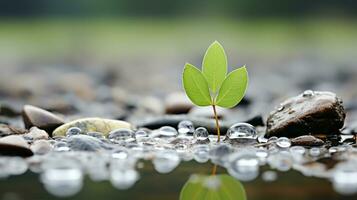 une petit plante est croissance en dehors de le sol dans une flaque de l'eau génératif ai photo