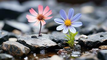deux fleurs croissance en dehors de rochers dans une flaque de l'eau génératif ai photo