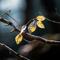 une branche avec feuilles sur il dans de face de une floue Contexte génératif ai photo