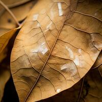 une proche en haut de une feuille avec blanc taches sur il génératif ai photo