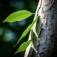 une proche en haut de une arbre avec vert feuilles sur il génératif ai photo