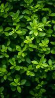 une proche en haut de vert feuilles sur une buisson génératif ai photo