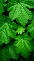 une proche en haut de vert feuilles avec l'eau gouttelettes génératif ai photo