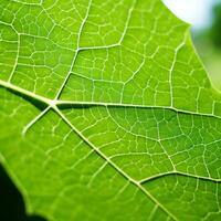 une proche en haut vue de une vert feuille génératif ai photo