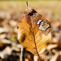 une mort feuille est assis sur le sol dans une champ génératif ai photo