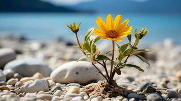 une Célibataire Jaune fleur croissance en dehors de le sol sur une rocheux plage génératif ai photo