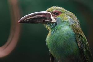 Toucanet cramoisi à croupion photo