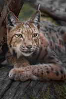 Lynx eurasien sur journal photo