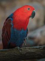 perroquet eclectus sur branche photo