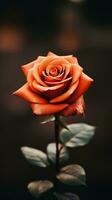un Orange Rose est montré dans de face de une foncé Contexte génératif ai photo