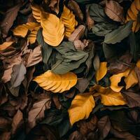 l'automne feuilles sur noir Contexte génératif ai photo