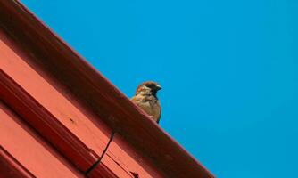 une moineau est perché sur une en bois toit contre le bleu ciel photo