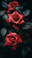 rouge des roses avec l'eau gouttelettes sur leur sur une noir Contexte génératif ai photo