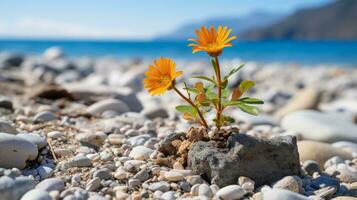 deux Orange fleurs croissance en dehors de une Roche sur le plage génératif ai photo