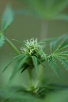 bleu gorille haschisch petit plante dans la semaine 5 de floraison Extérieur grandir Contexte de cannabis marijuana bourgeons proche en haut coup feuilles sur médical cannabis chanvre des buissons génératif photo