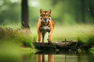 une tigre en marchant à travers une Journal dans le les bois. généré par ai photo