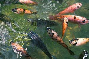 proche en haut de divers koi poisson nager dans une étang. beau, exotique, coloré, bokeh arrière-plans. photo