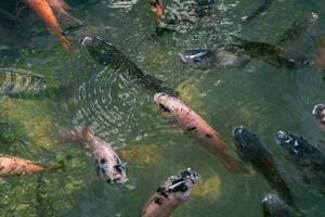 proche en haut de divers koi poisson nager dans une étang. beau, exotique, coloré, bokeh arrière-plans. photo