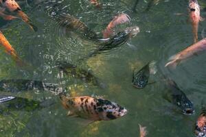 proche en haut de divers koi poisson nager dans une étang. beau, exotique, coloré, bokeh arrière-plans. photo
