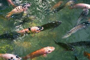 proche en haut de divers koi poisson nager dans une étang. beau, exotique, coloré, bokeh arrière-plans. photo