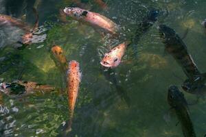 proche en haut de divers koi poisson nager dans une étang. beau, exotique, coloré, bokeh arrière-plans. photo