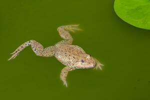 image de chinois comestible grenouille, est asiatique grenouille ouaouaron, taiwanais grenouille hoplobatrachus ruguleux sur le l'eau. amphibie. animal. photo