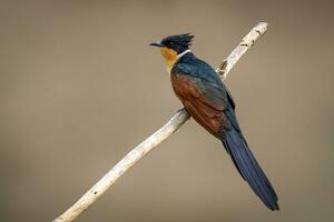 image de châtaigne ailé coucou oiseau clameur coromandus sur une branche sur la nature Contexte. oiseau. animaux. photo