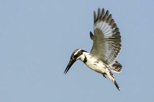 image de pie martin-pêcheur céryle roudis Masculin planant dans vol sur ciel. oiseau. sauvage animaux. photo