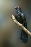 image de asiatique koel oiseau sur le branche sur Naturel Contexte. eudynamys scolopaceus. des oiseaux. animal. photo