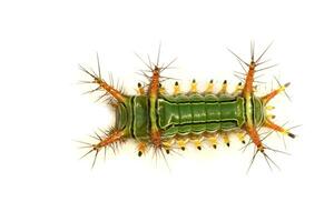 image de piqûre ortie limace chenille tasse papillon, les limacodidés vert maraudeur sur une blanc Contexte. insecte. ver. animal. photo
