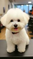 bichon frise avec une duveteux nounours ours couper, prêt pour câlins photo